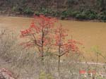 red river and red tree 2